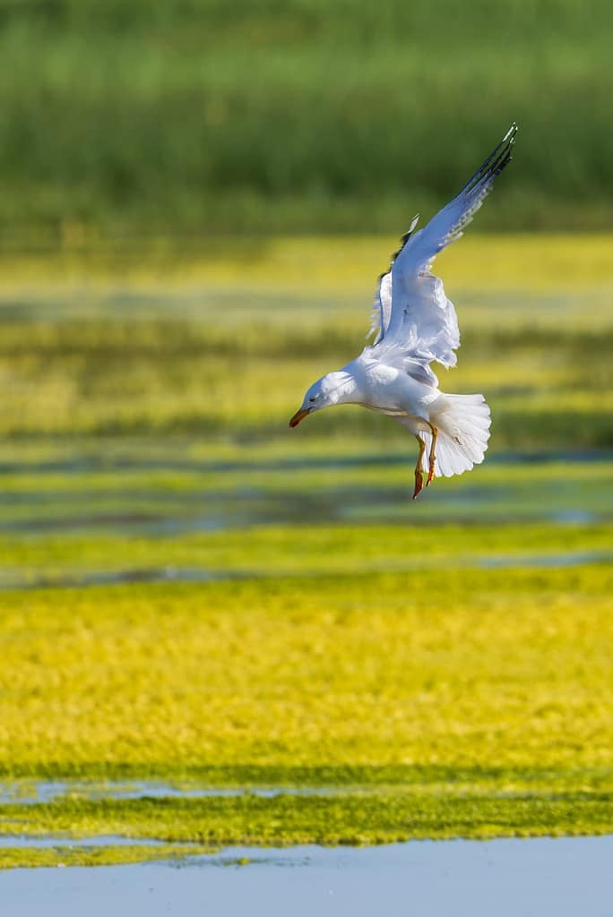 Larus michahellis, Geelpootmeeuw