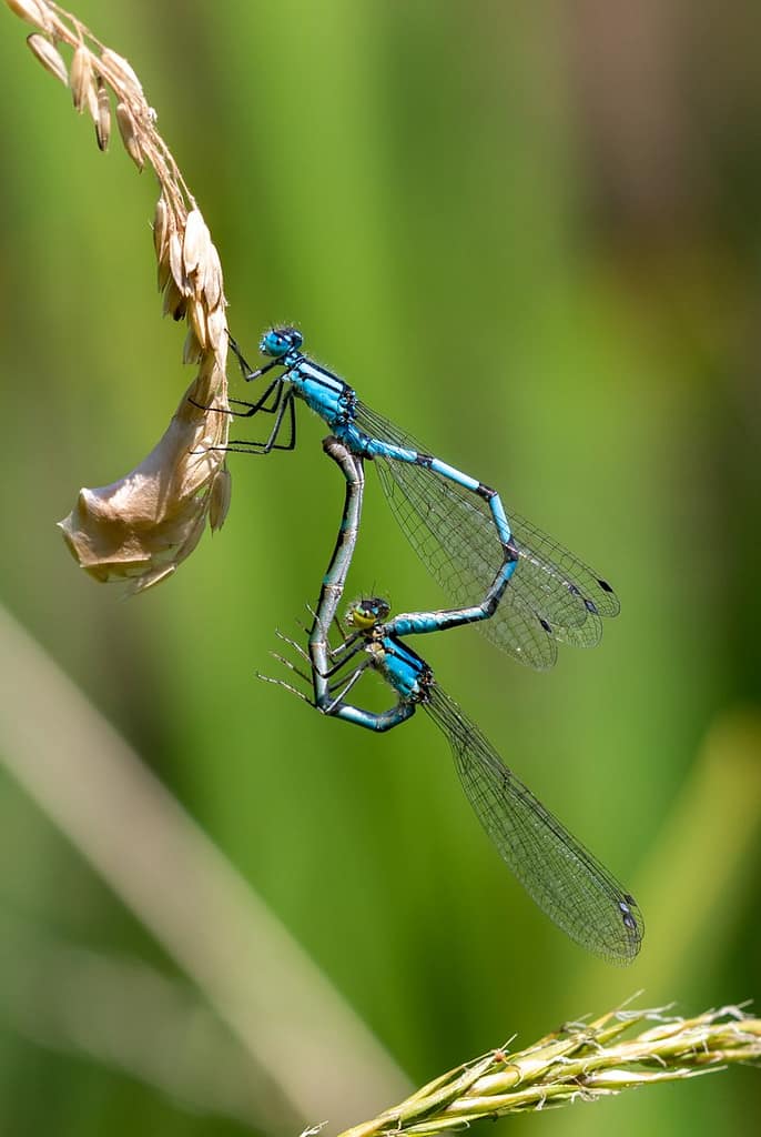 Coenagrion paella, Azuurwaterjuffer