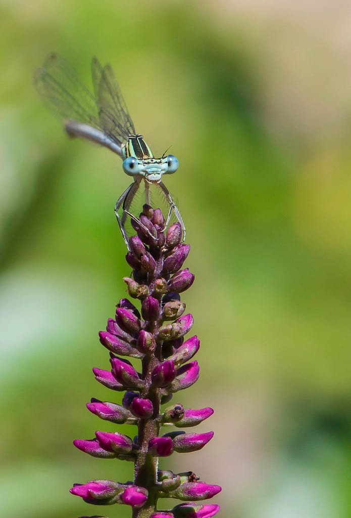 Platycnemis pennipes, blauwe breedscheenjuffer