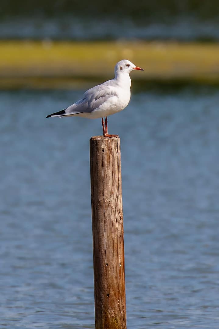 Chroicocephalus ridibundus, Kokmeeuw