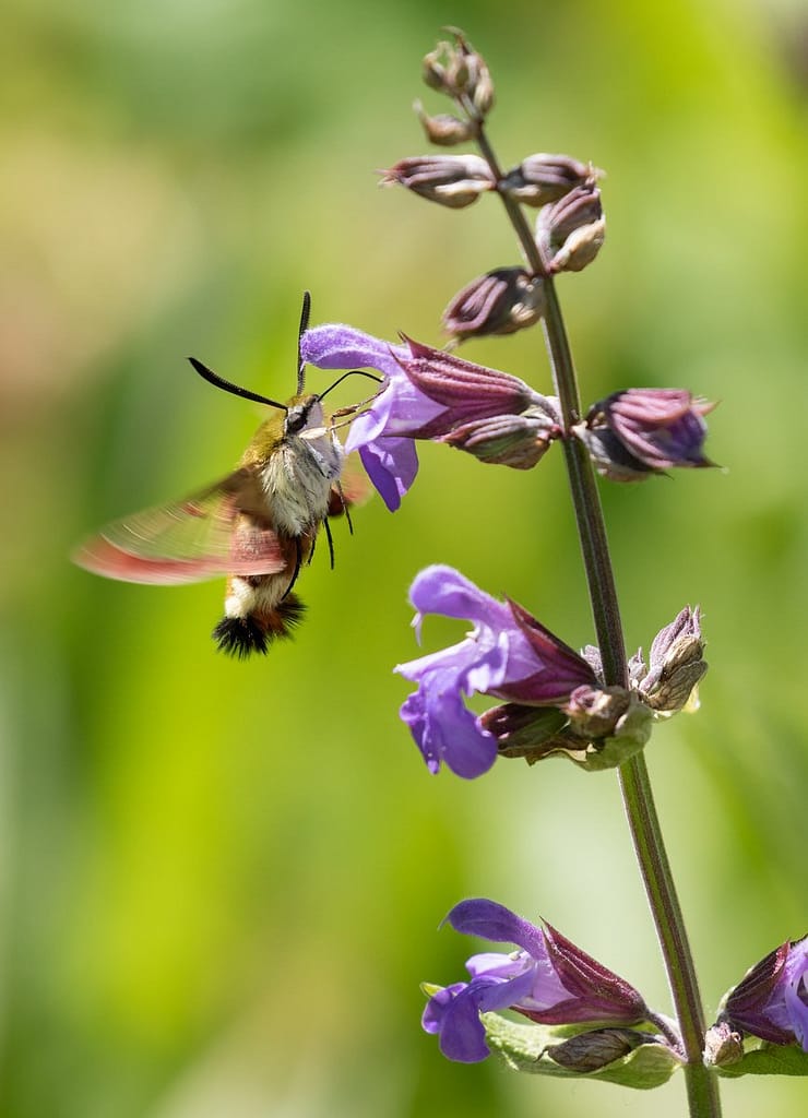 Hemaris fuciformis, Glasvleugelpijlstaart