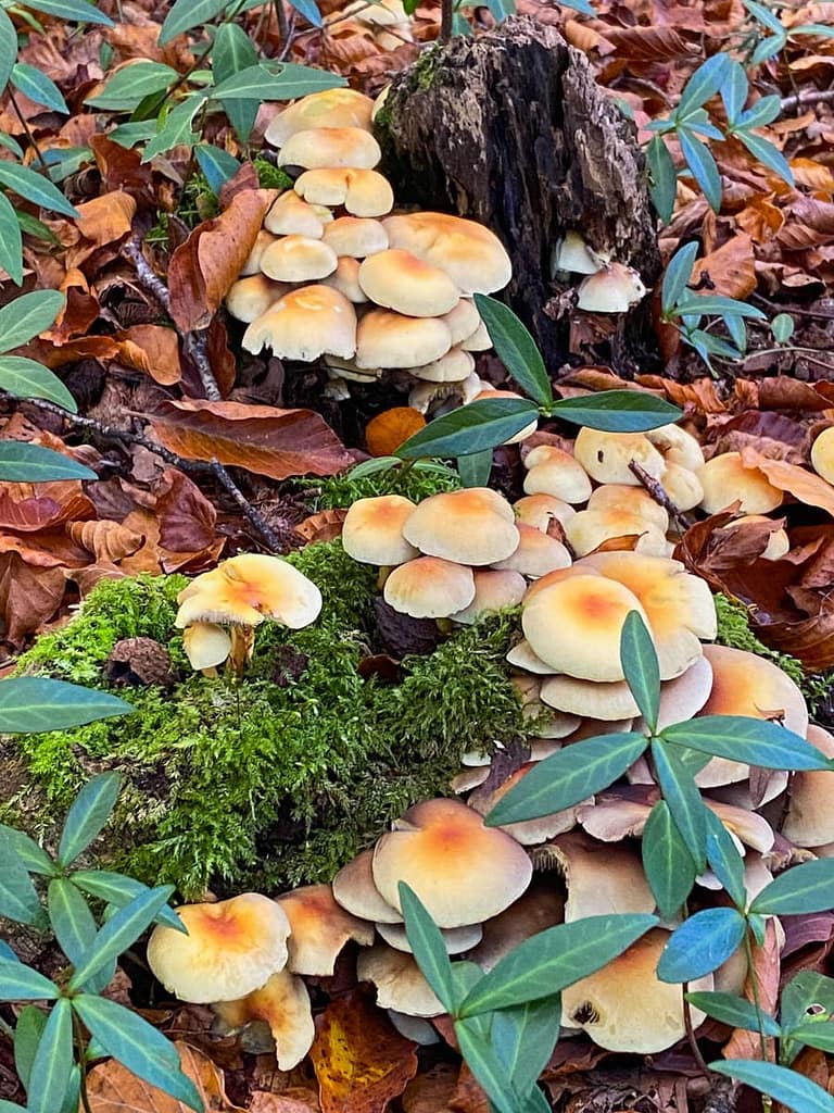 Hypholoma fasciculare, Dwergzwavelkop