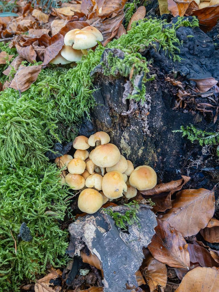 Hypholoma fasciculare, Dwergzwavelkop