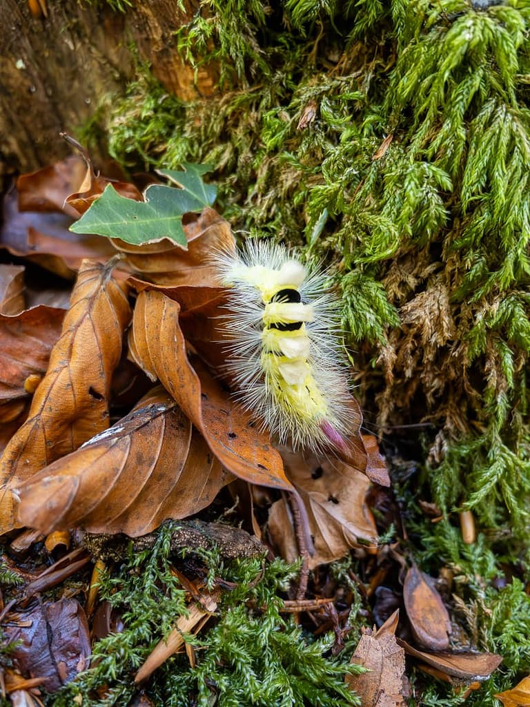 Calliteara pudibunda, Meriansborstel