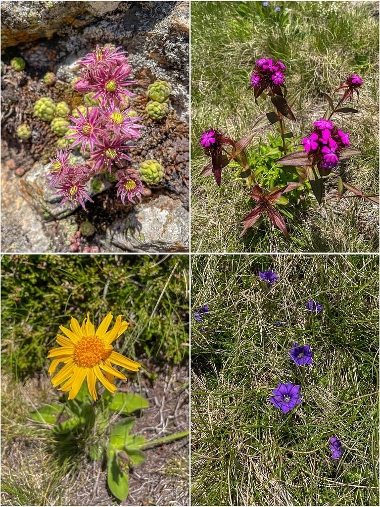 Wilde bloemen Pyreneeën
