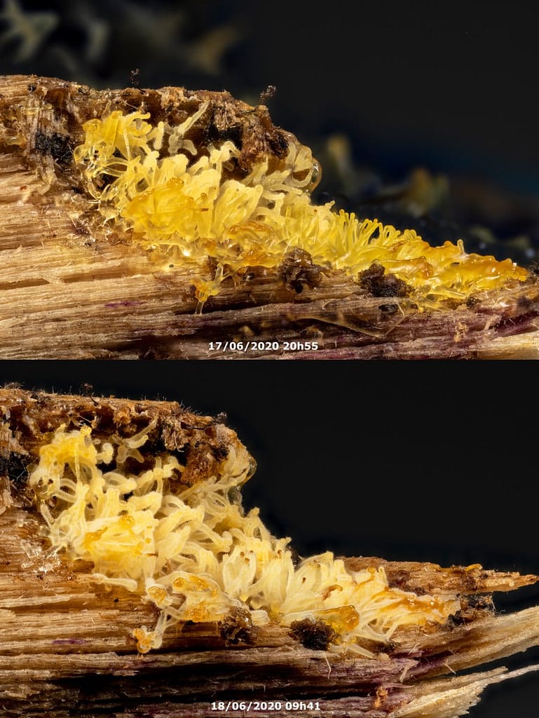 ceratiomyxa fruticulosa, Gewoon ijsvingertje