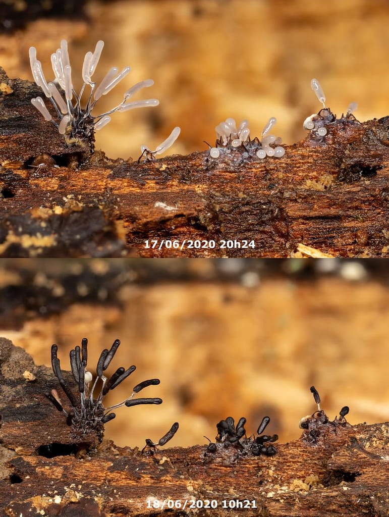 Stemonitopsis typhina of Zilveren schijfpluimpje