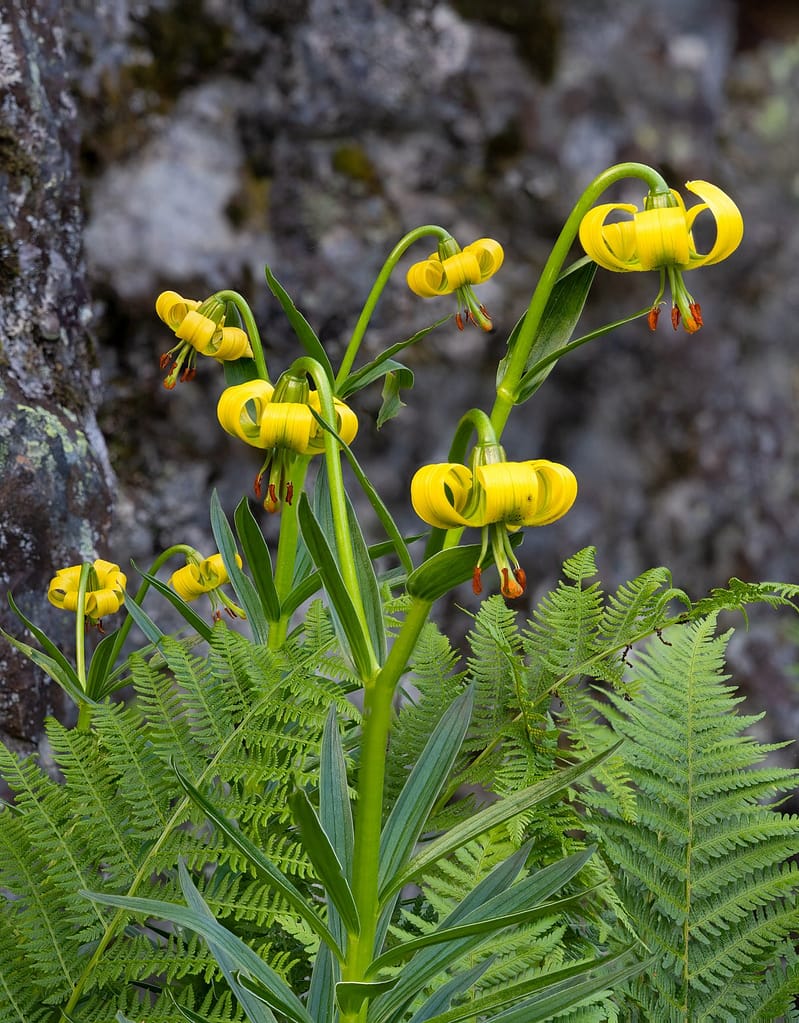 Lilium pyrenaicum